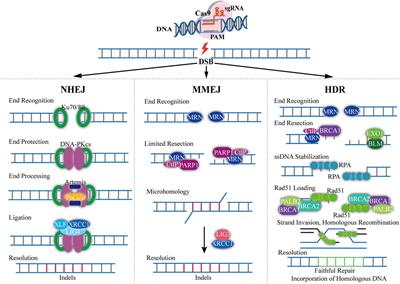 The Advance of CRISPR-Cas9-Based and NIR/CRISPR-Cas9-Based Imaging System